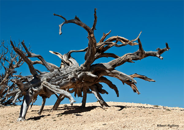 Anciant Dancing Tree by Albert Rollins