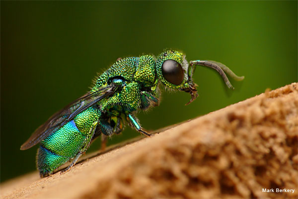 Emerald Cuckoo Wasp by Mark Berkery